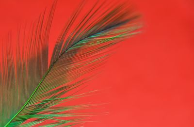 Close-up of feather against red wall