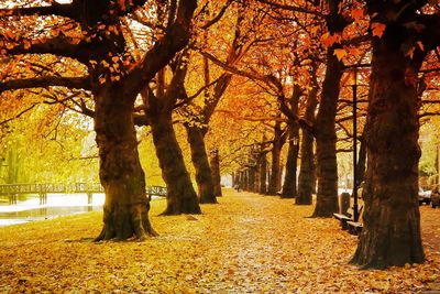 Road passing through forest