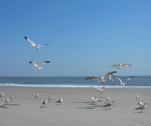 Seagull flying over beach