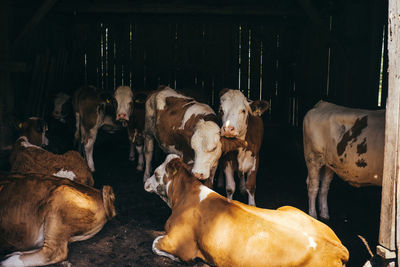 Cows on floor