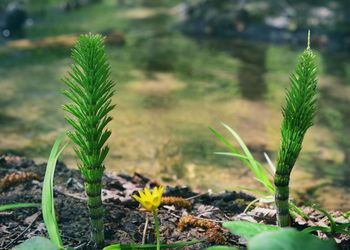 Close-up of plant growing on field