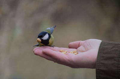 Close-up of hand holding bird