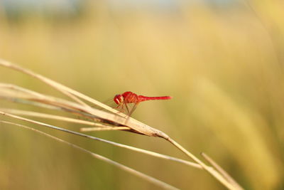 Close-up of insect on plant