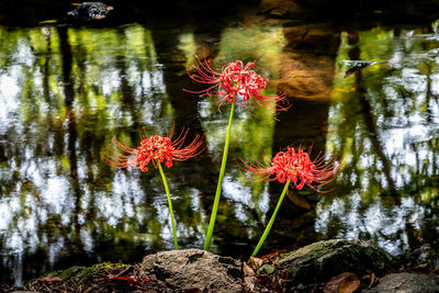 Close-up of red floating on water in lake