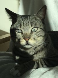 Close-up portrait of a cat resting on bed