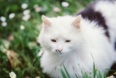 Close-up portrait of cat