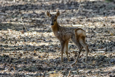 Portrait of deer standing on land