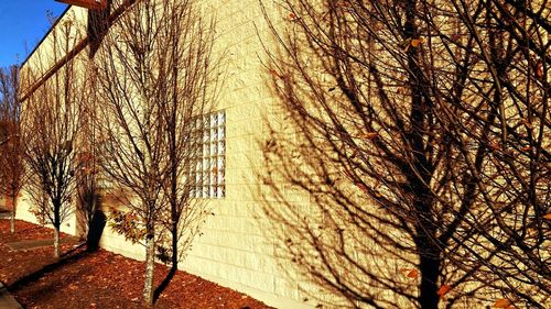 Bare trees against the sky