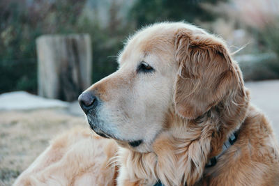 Close-up of dog outdoors