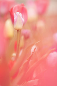 Close-up of pink rose flower