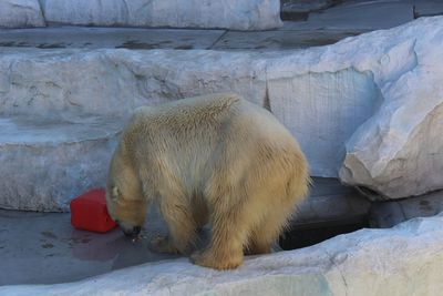 Side view of polar bear eating food by ice