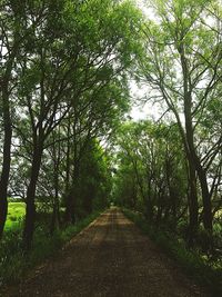 Road amidst trees in forest