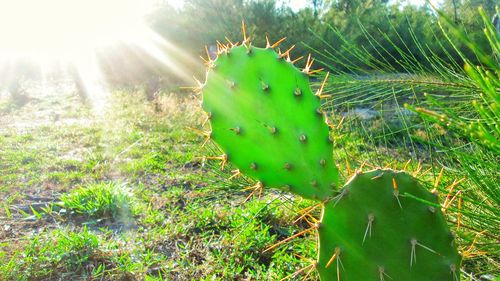 Close-up of cactus growing on field