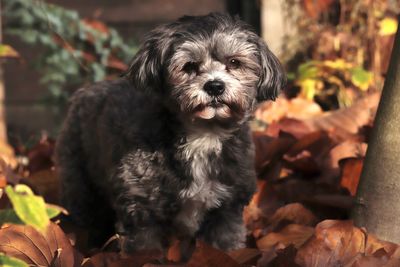 Close-up portrait of dog