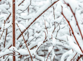 Close-up of frozen tree against sky during winter