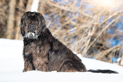 Dog sitting in snow covered land during winter