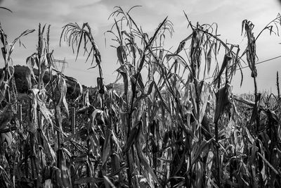 Close up autumnal corn at mare di lugo, vicenza, italy