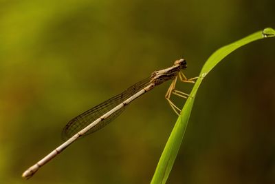 Close-up of grasshopper