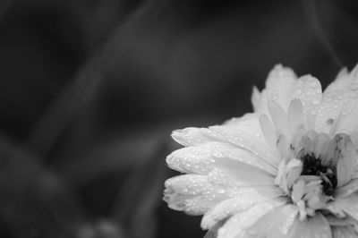 Close-up of water drops on flower