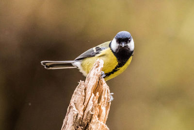 Close-up of bird perching on branch