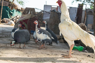 View of birds