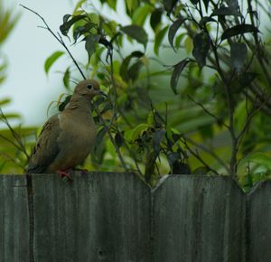 Bird perching on a tree