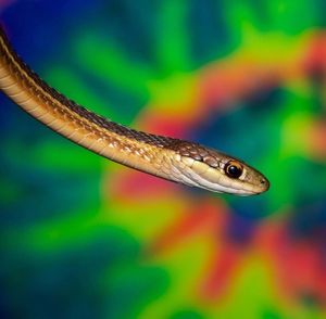 Close-up of lizard on leaf