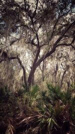 View of trees in forest