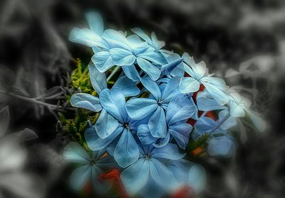 Close-up of leaves on plant