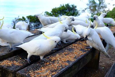 Close-up of white birds perching on wood
