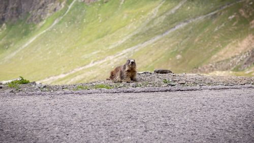 Portrait of small sitting on wall