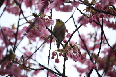 Low angle view of willow warbler perching on cherry blossom twig