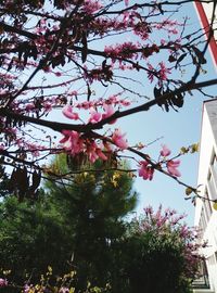 Low angle view of pink flowers on tree