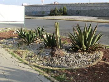 Cactus growing by lake