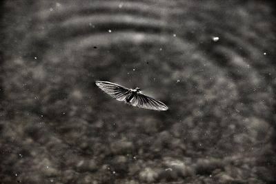 Close-up of butterfly flying