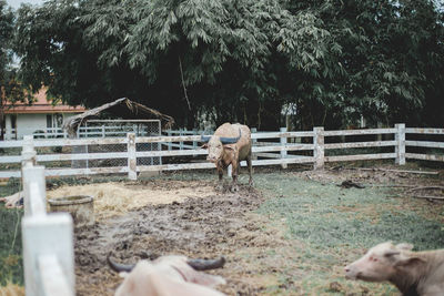 View of horse in ranch