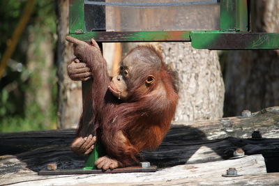  young orang - utan sitting on wood in zoo