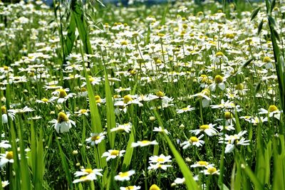 Close-up of white flowering plants on field