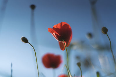 Close-up of red poppy flowers against sky