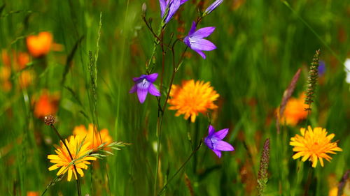 Close-up of purple flowers blooming outdoors