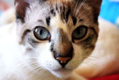 Close-up portrait of cat