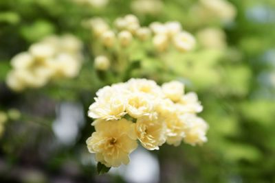 Close-up of white flowering plant