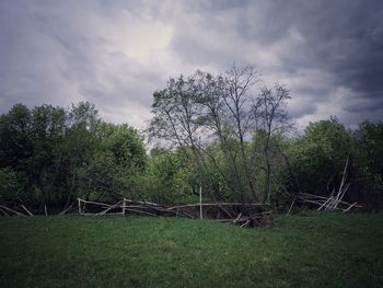 Trees growing on field against sky