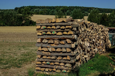 Stack of logs on field in forest