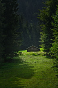 Scenic view of trees on field