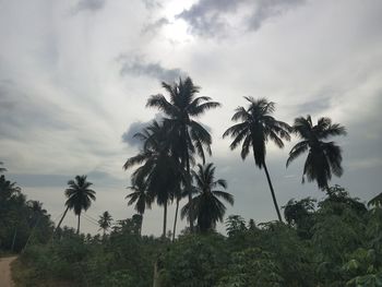 Low angle view of coconut palm trees against sky