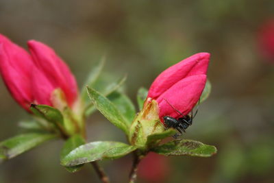 Close-up of insect on pink flower