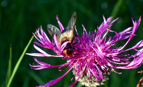 Close-up of bee on purple flower