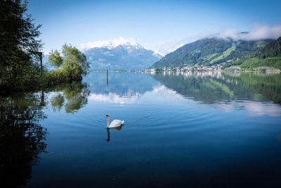 Swans swimming in lake