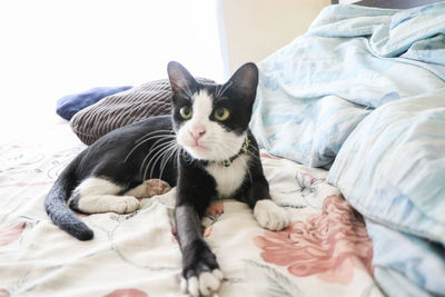 Cat relaxing on bed at home